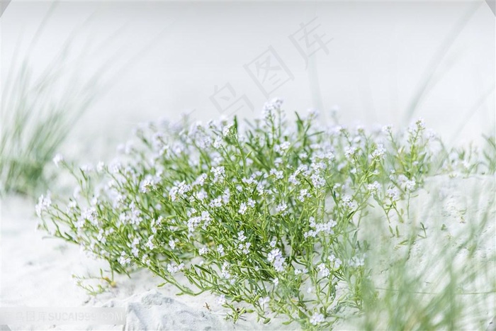 冬天雪地里的小草