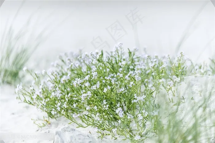 冬天雪地里的小草