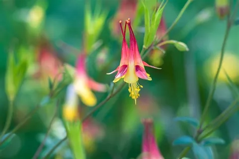 花卉特效图片 花卉特效图片