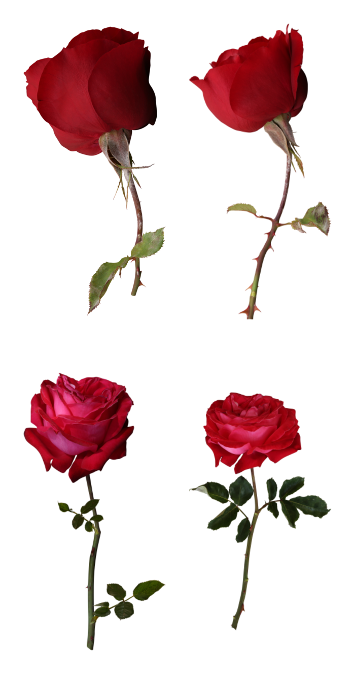 鲜花玫瑰免扣素材