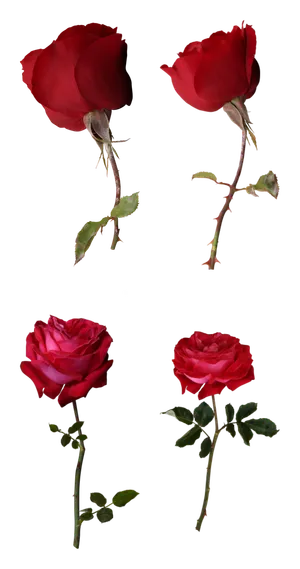 鲜花玫瑰免扣素材