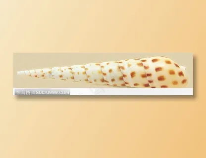 螺旋纹贝壳（修长）