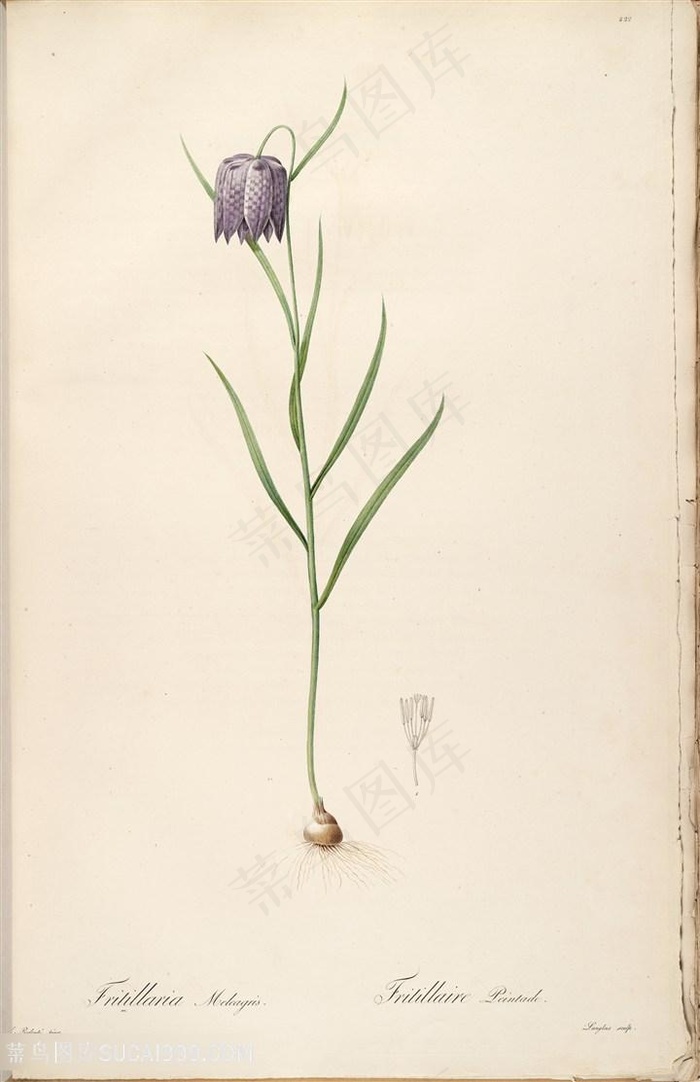 高清花草雷杜德原版喇叭花复古插画