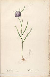 高清花草雷杜德原版喇叭花复古插画