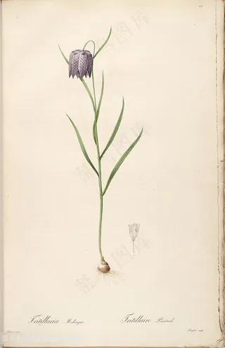 高清花草雷杜德原版喇叭花复古插画