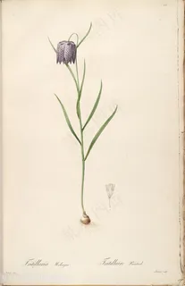 高清花草雷杜德原版喇叭花复古插画 高清花草雷杜德原版喇叭花复古插画
