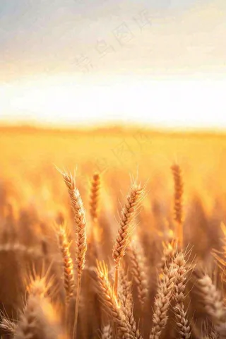 秋天收获小麦收割落日，秋分芒种小满粮食摄影图