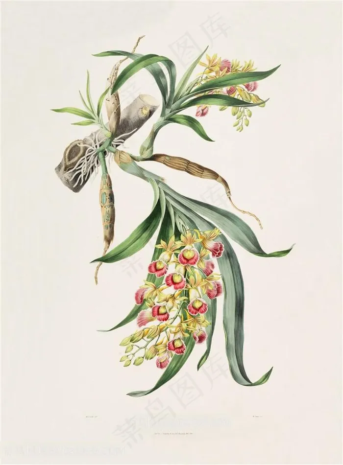 高清兰花复古装饰画