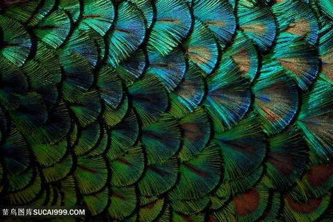孔雀漂亮羽毛背景