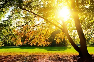 高清枫树风景图片下载