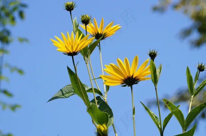 黄色菊芋花朵图片