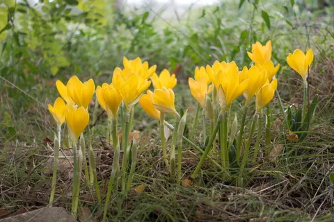 黄色水仙花生长图片 黄色水仙花生长图片