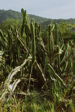 绿色仙人掌仙人球摄影素材