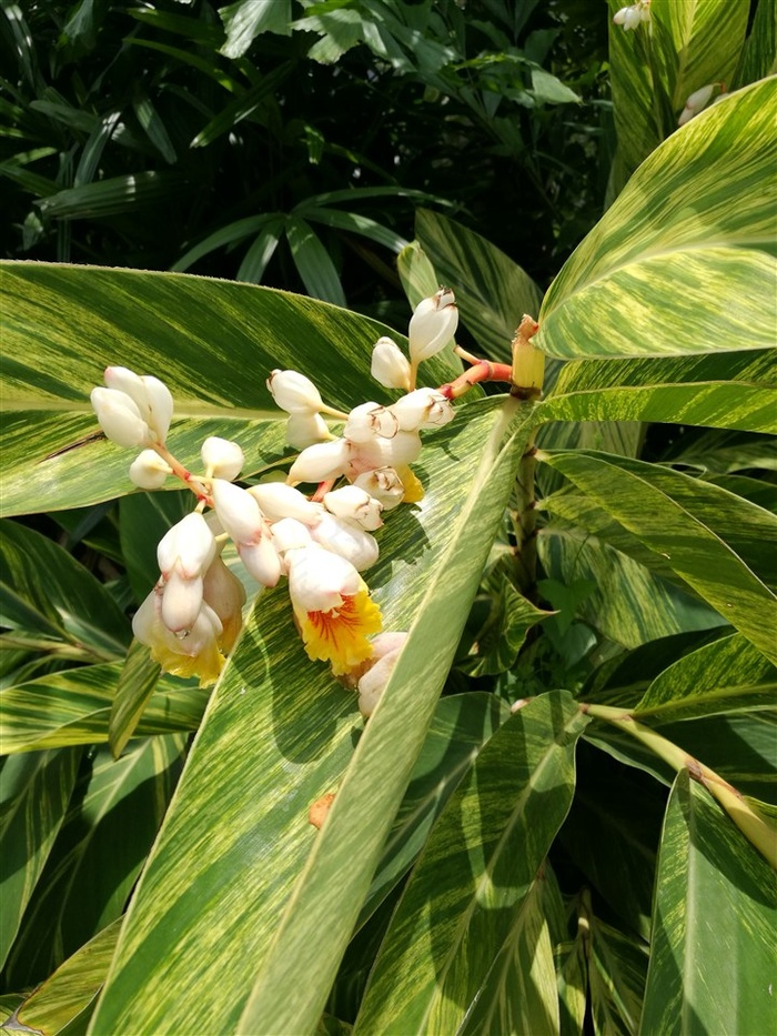 绿色大叶子植物