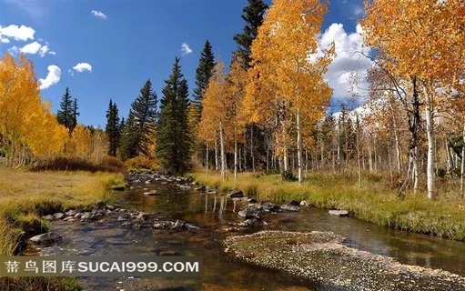 唯美秋天小溪和树林风光图片 唯美秋天小溪和树林风光图片