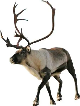 圣诞老人驯鹿 PNG免抠