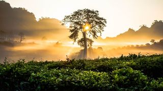 森林 树木 树叶 树枝 雪景 下雪