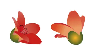 春天红色绽放的木棉花矢量