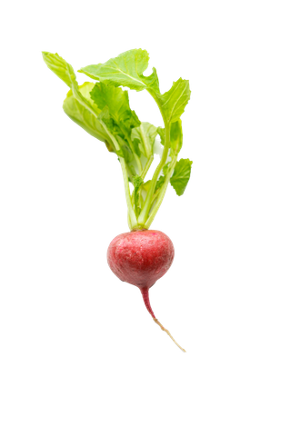 樱桃萝卜 (4)超市商品白底图免抠实物摄影png格式图片透明底