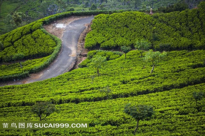 绿茶种植园自然景观