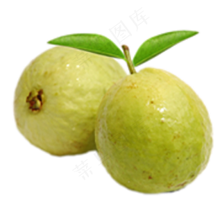 番石榴免抠素材 (32)