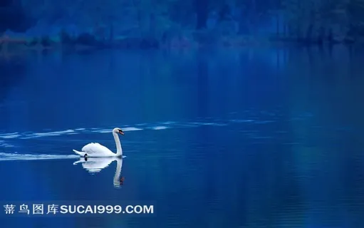 凫水的白鹅摄影素材