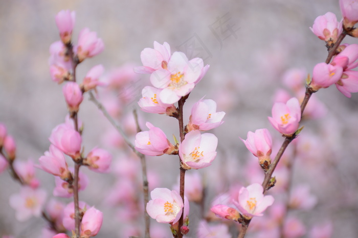 唯美粉色樱花风景图片