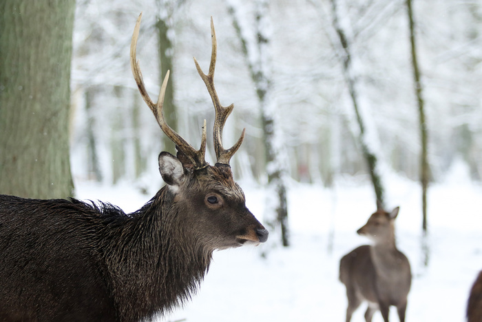 梅花鹿野生鹿动物设计素材