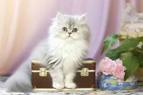 一只可爱的长毛猫咪摄影图