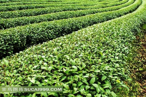 等待采摘的茶叶种植园摄影高清图片