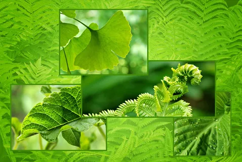 大自然植物背景图片下载 大自然植物背景图片下载