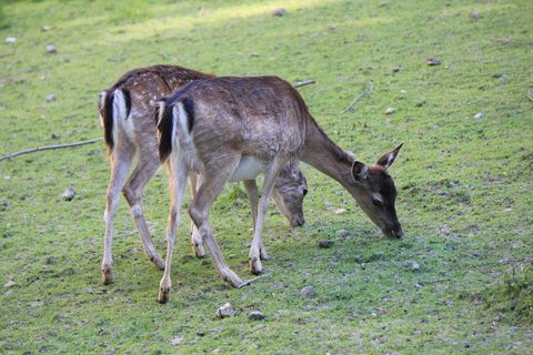 两只吃草小鹿图片