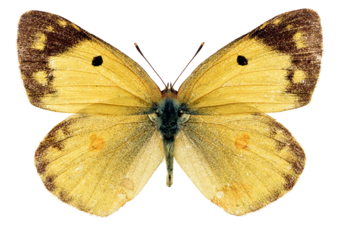 蝴蝶 彩蝶 花蝴蝶 动物 昆虫 免抠