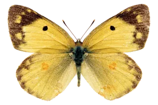 蝴蝶 彩蝶 花蝴蝶 动物 昆虫 免抠