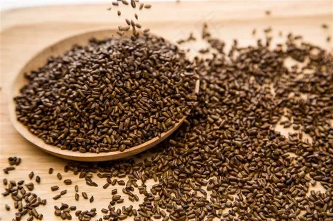决明子茶摄影 决明子茶摄影