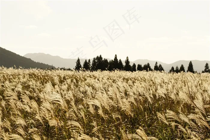 漂亮的芦苇丛素材图