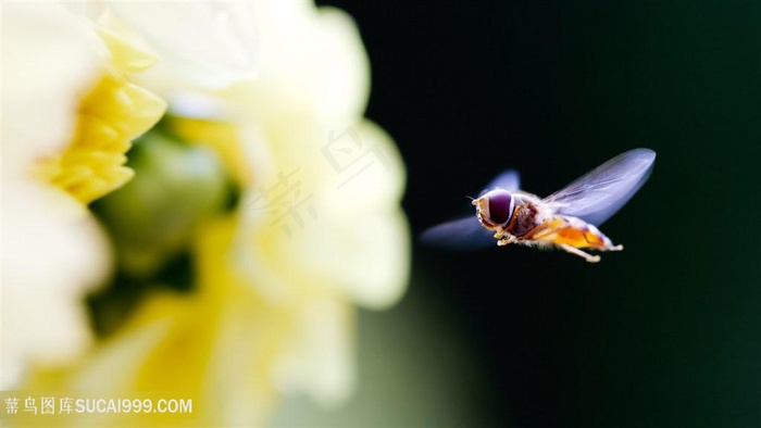 蜜蜂采蜜花瓣壁纸