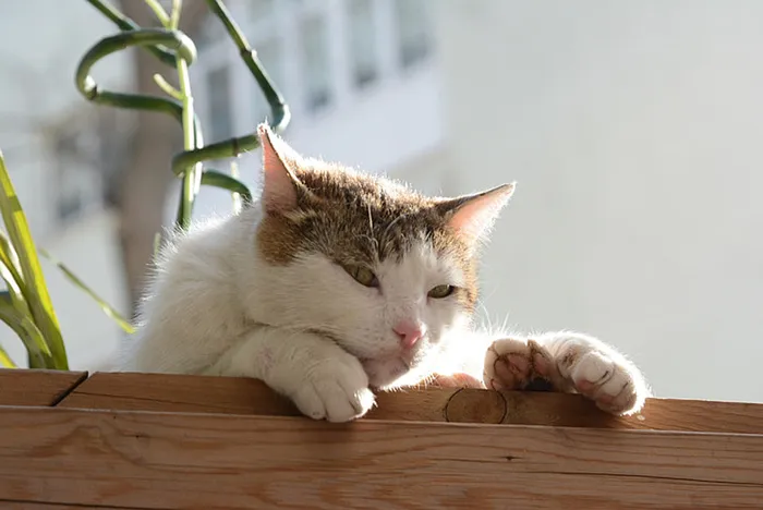 可爱猫咪 动物 素材 奶萌 (183)