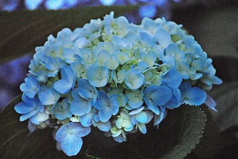 高清蓝色鲜花图片下载 高清蓝色鲜花图片下载