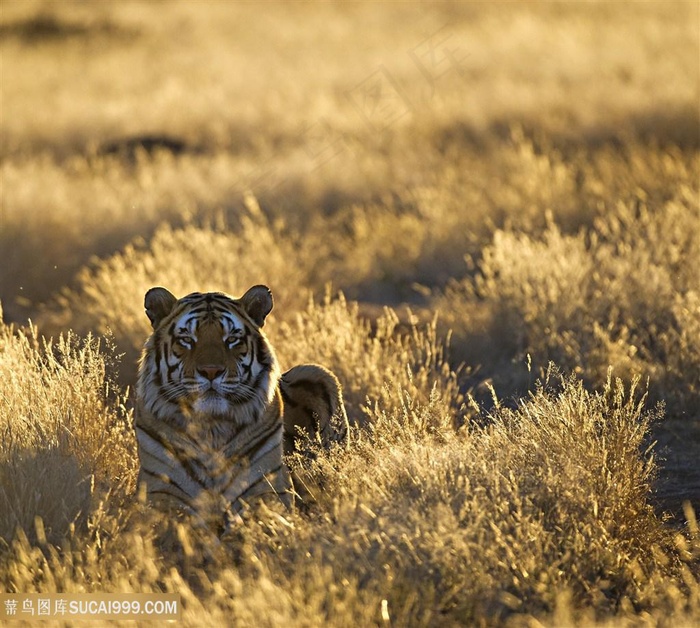 唯美野生动物华南虎图片素材