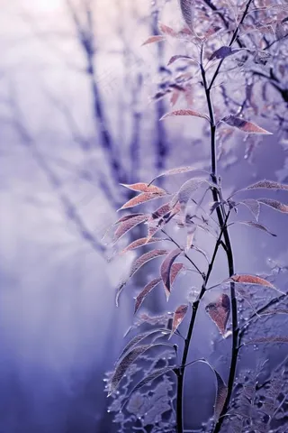 紫色枝叶清新背景