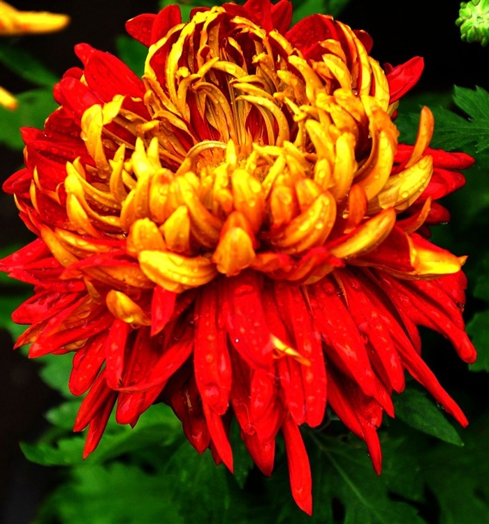 各种颜色的菊花摄影