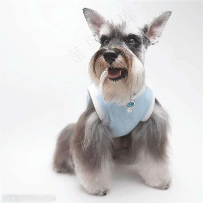 坐着的灰色苏格兰梗犬