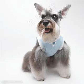 坐着的灰色苏格兰梗犬