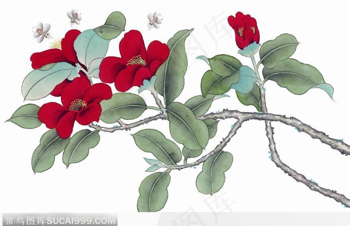 工笔画—茶花