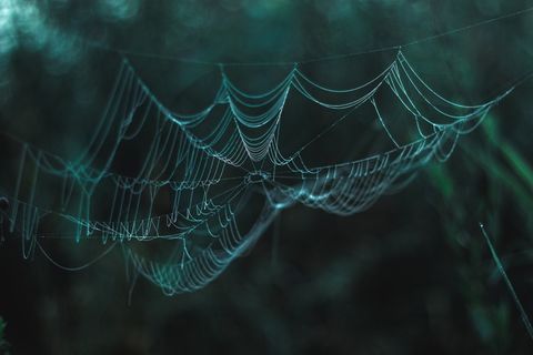 森林中蜘蛛网图片