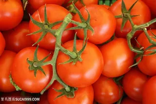 西红柿番茄摄影素材