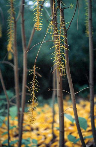 藤曼森林里面藤曼特写昏暗