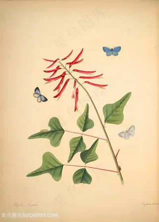 蝴蝶植物花枝复古图谱