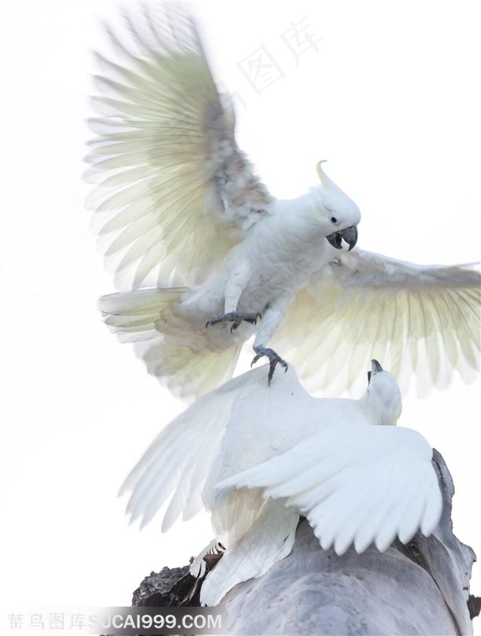 白色鹦鹉小鸟嬉戏